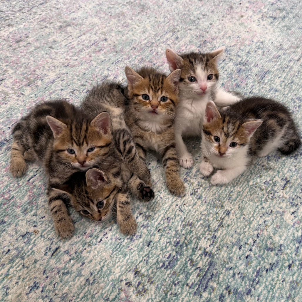 DW NRAR (Ambrosia's Kitten)