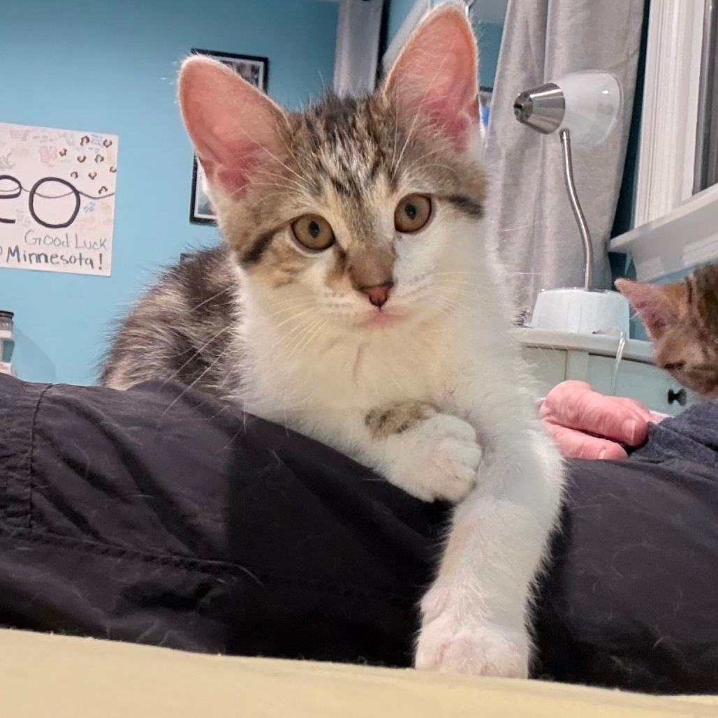 Arthur NRAR (Ambrosia's Kitten)