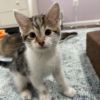 Arthur NRAR (Ambrosia&#39;s Kitten) photo 2