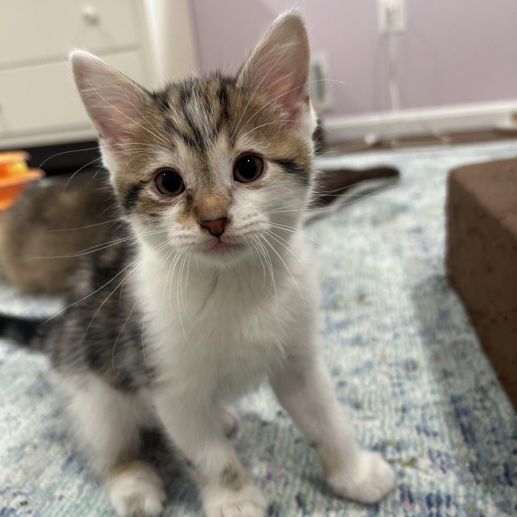 Arthur NRAR (Ambrosia's Kitten)
