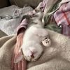 Arthur NRAR (Ambrosia&#39;s Kitten) photo 3