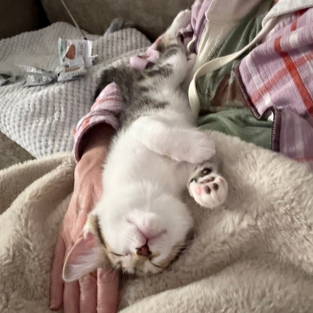 Arthur NRAR (Ambrosia's Kitten)