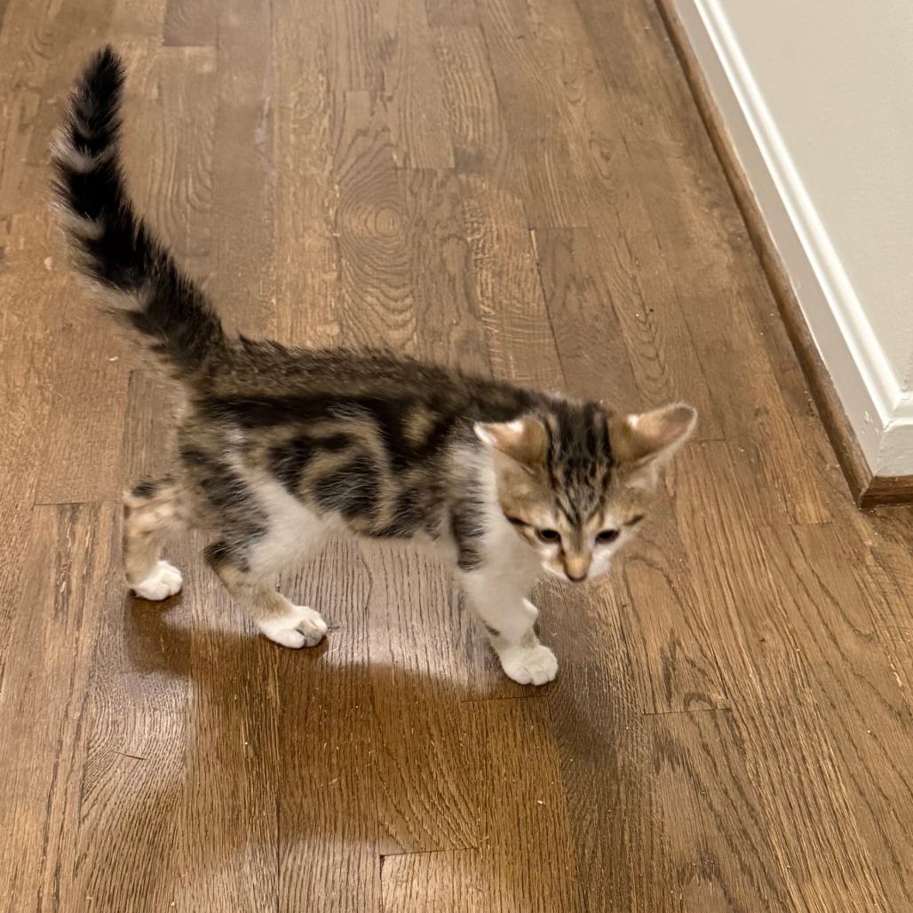 Arthur NRAR (Ambrosia's Kitten)