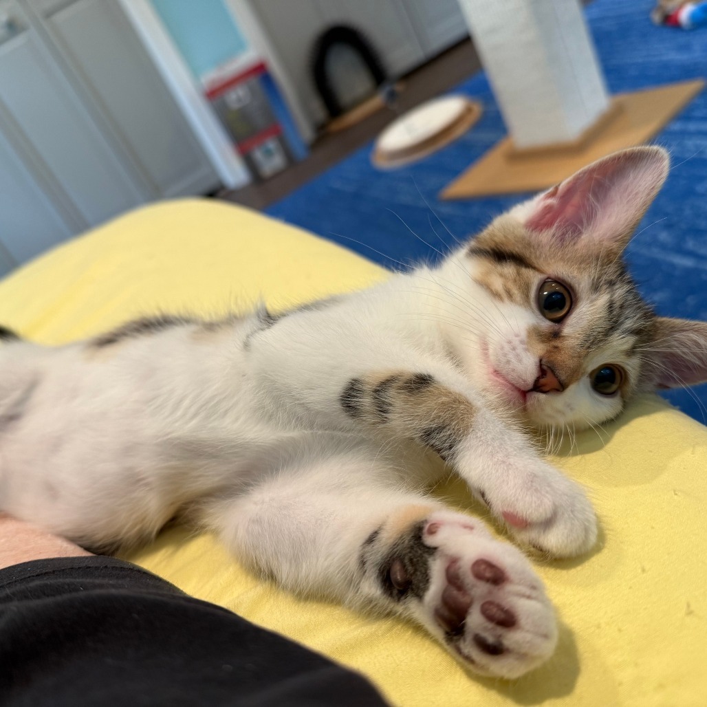 Arthur NRAR (Ambrosia's Kitten)