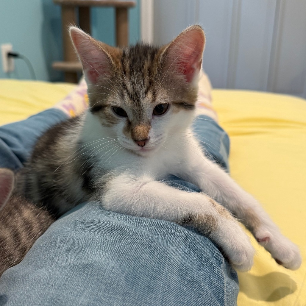 Arthur NRAR (Ambrosia's Kitten)