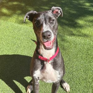 Corra A2166095