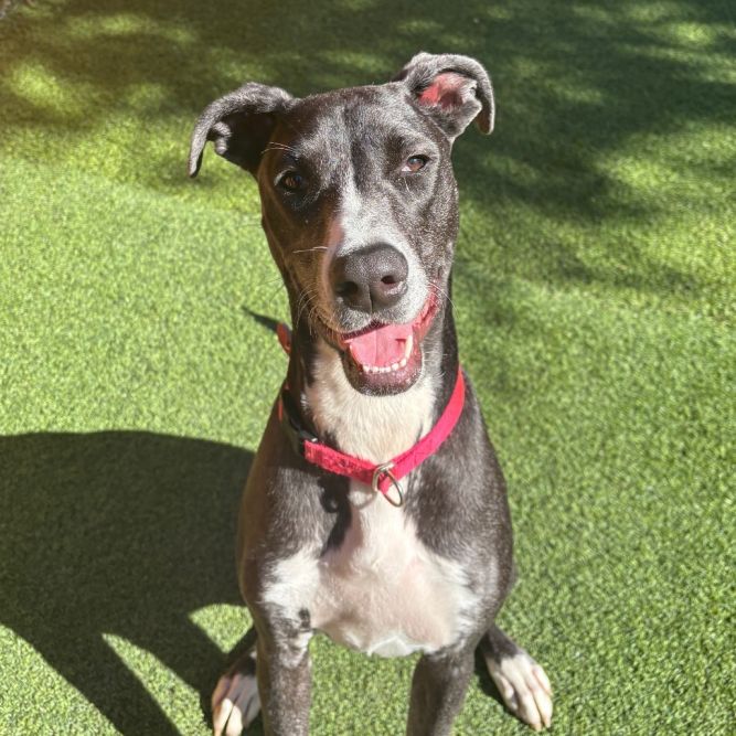 Corra A2166095