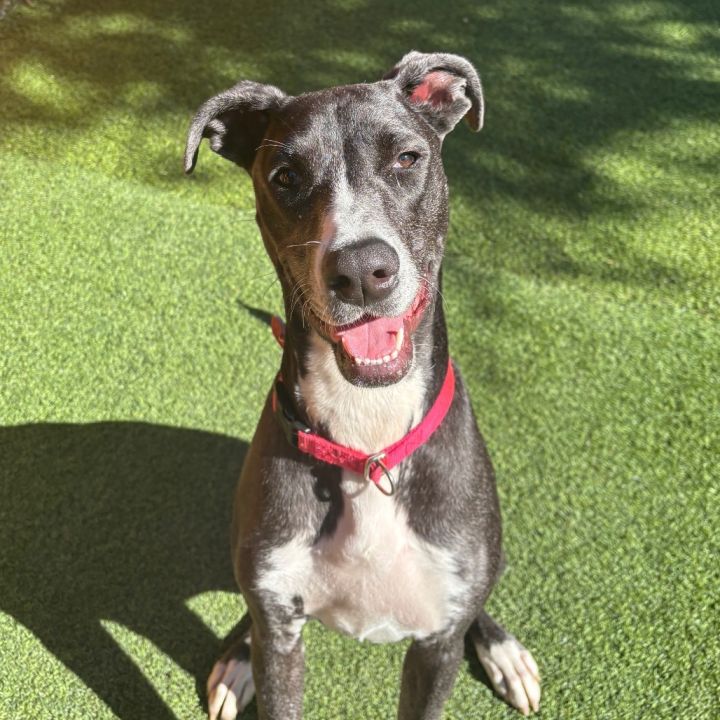 Corra A2166095 1