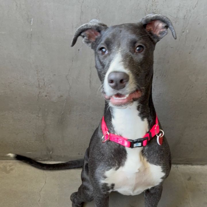 Corra A2166095 2