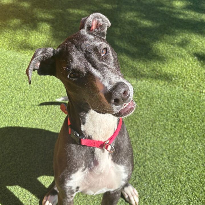 Corra A2166095 3