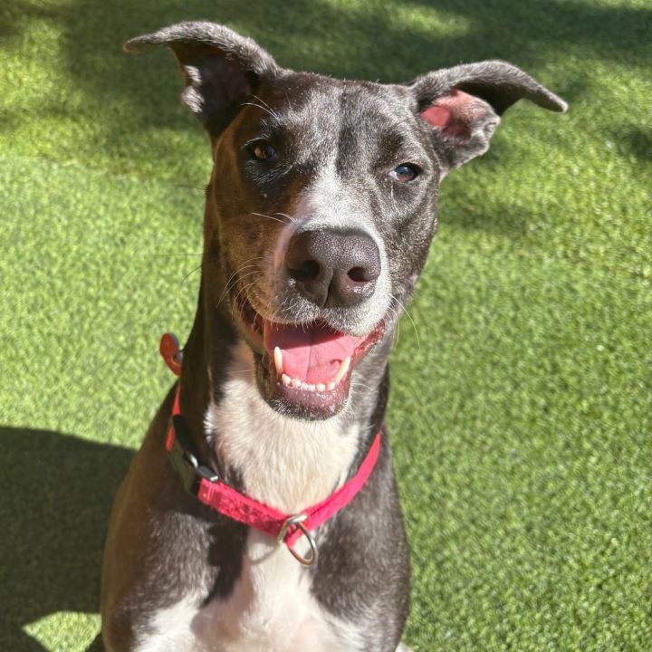 Corra A2166095 4
