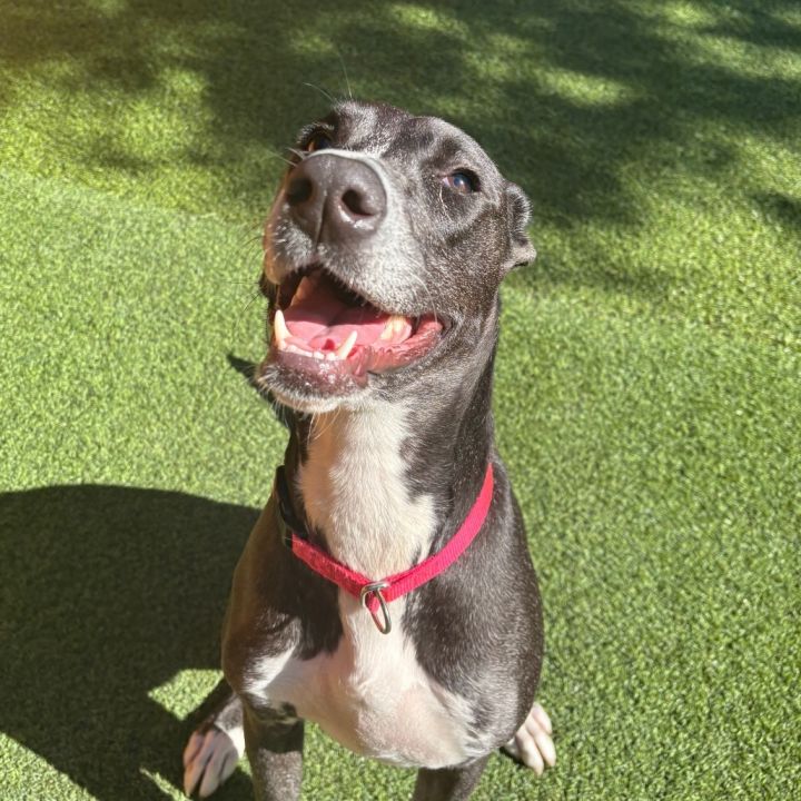 Corra A2166095 5