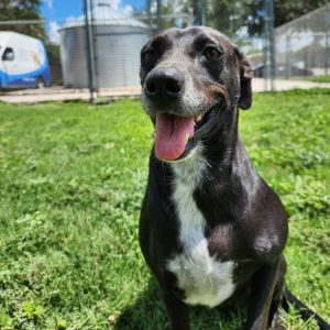 Blossom, Adult Female Terrier