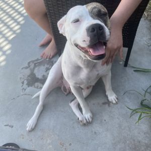 Canela