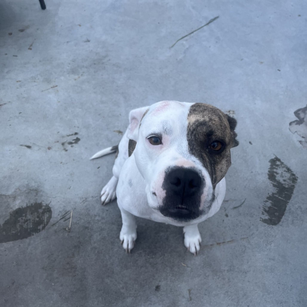 Canela