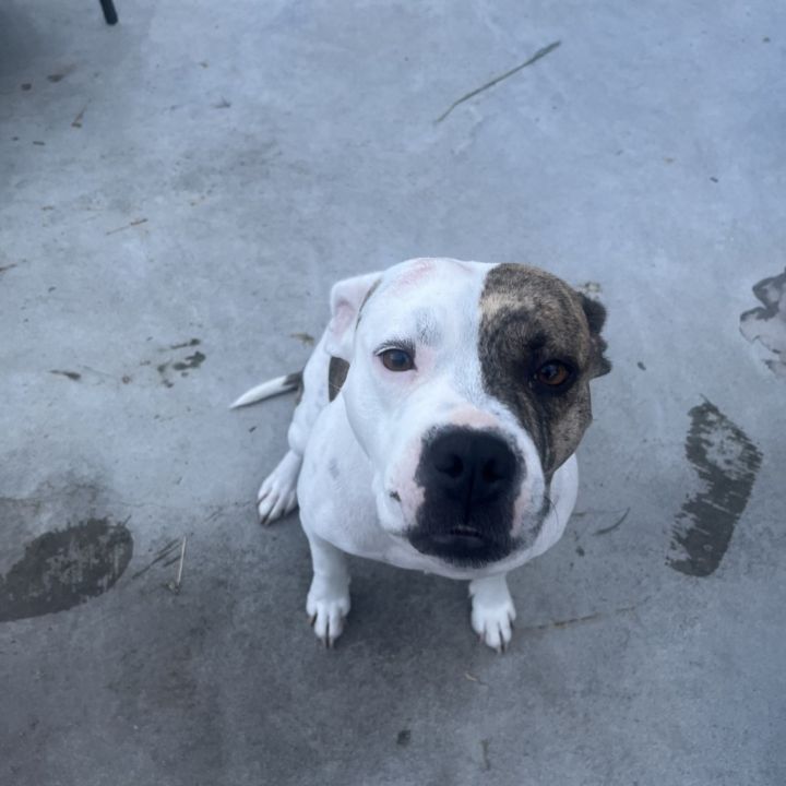 Canela 3