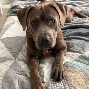 Camellia, Adult Female Pit Bull Terrier