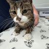 Lucky - IN FOSTER photo 2