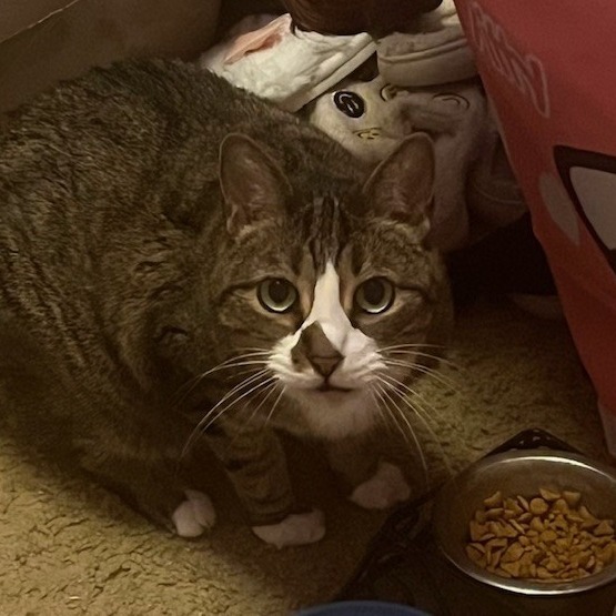 Lucky - IN FOSTER 3