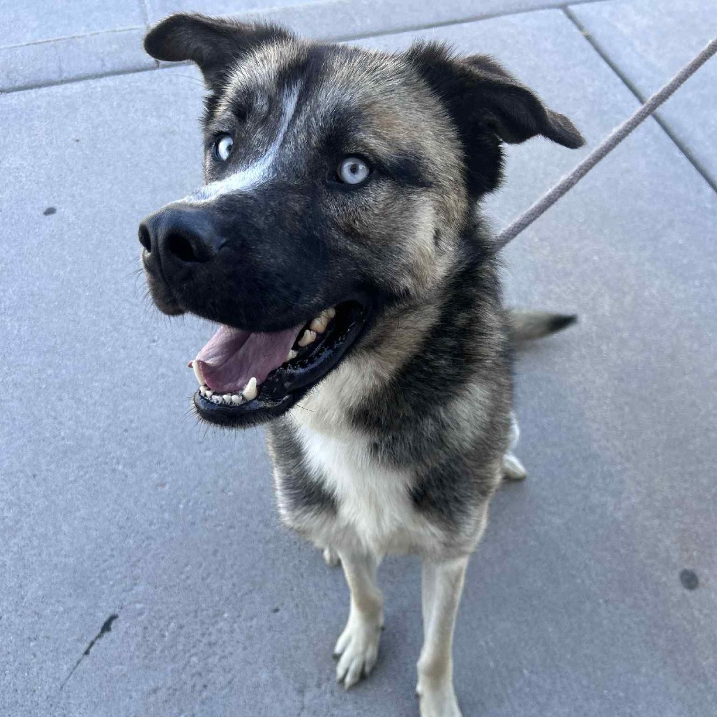 Canelo, an adoptable Shepherd in Garden City, KS, 67846 | Photo Image 1