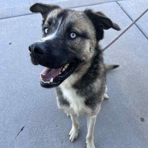 Canelo