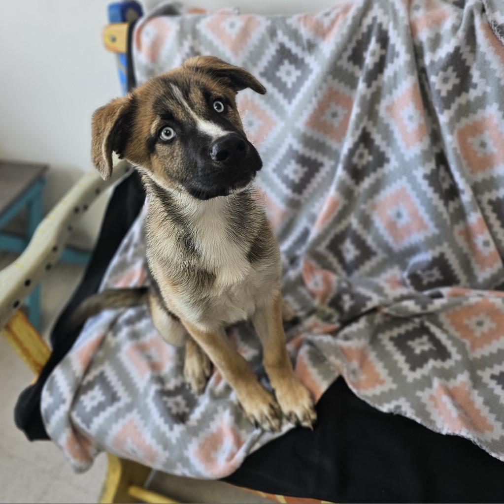 Canelo