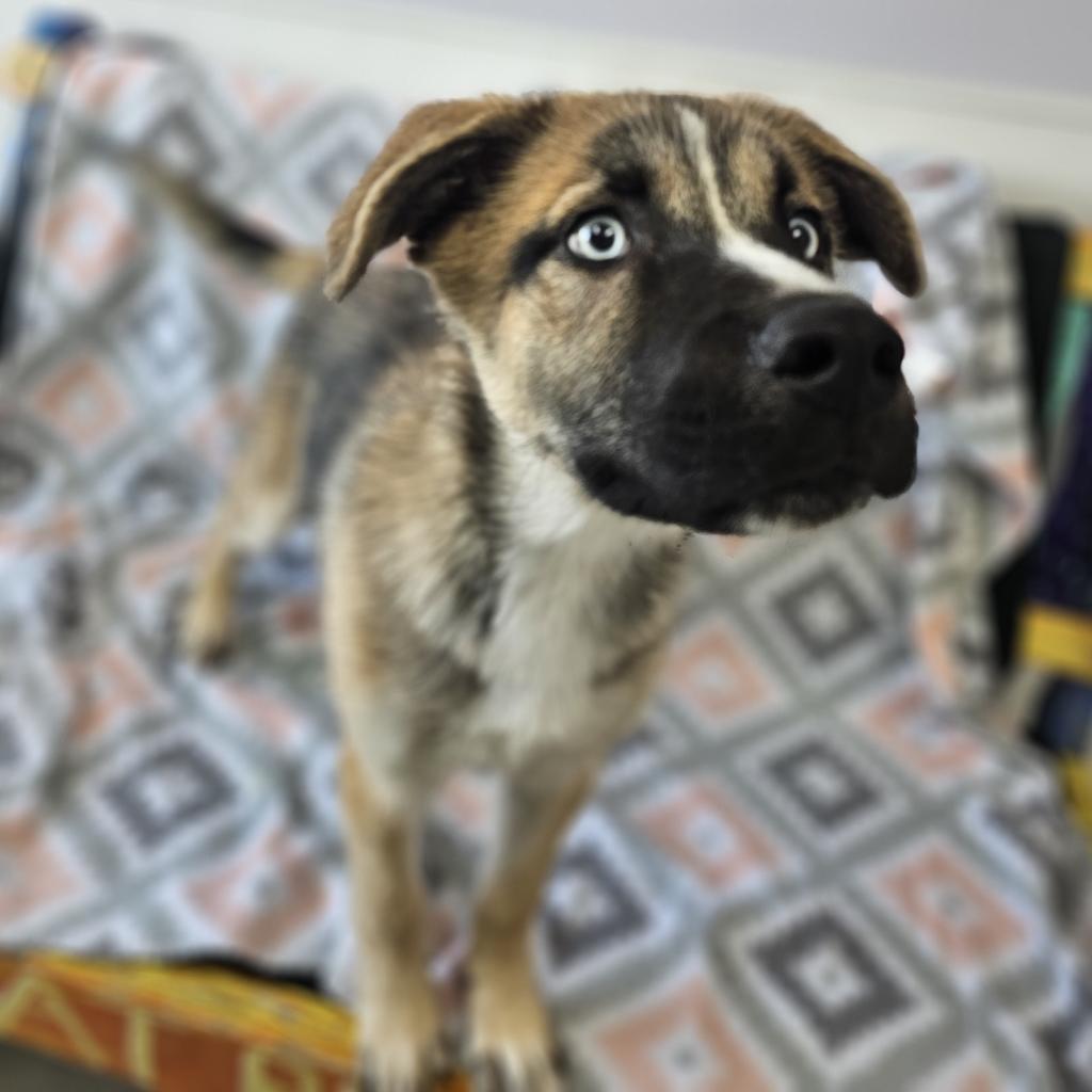 Canelo