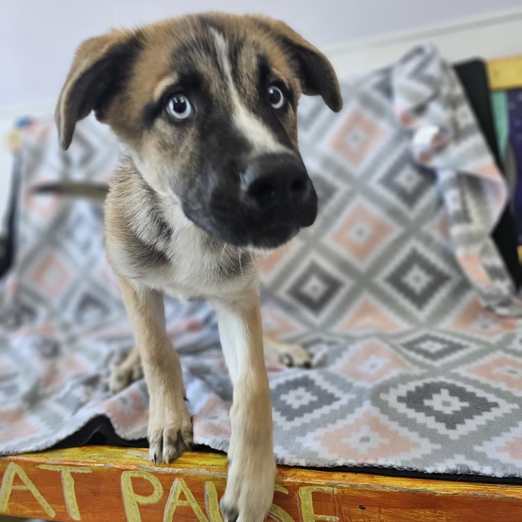 Canelo, an adoptable Shepherd in Garden City, KS, 67846 | Photo Image 4