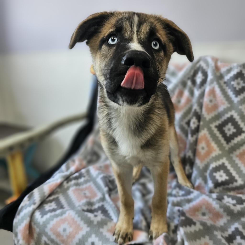 Canelo