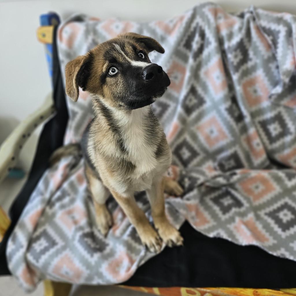 Canelo