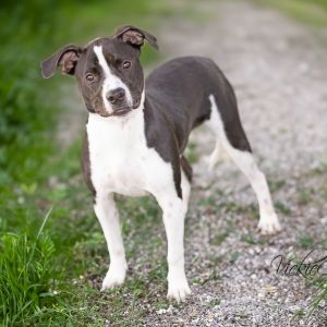 Ziva, Young Female unknown