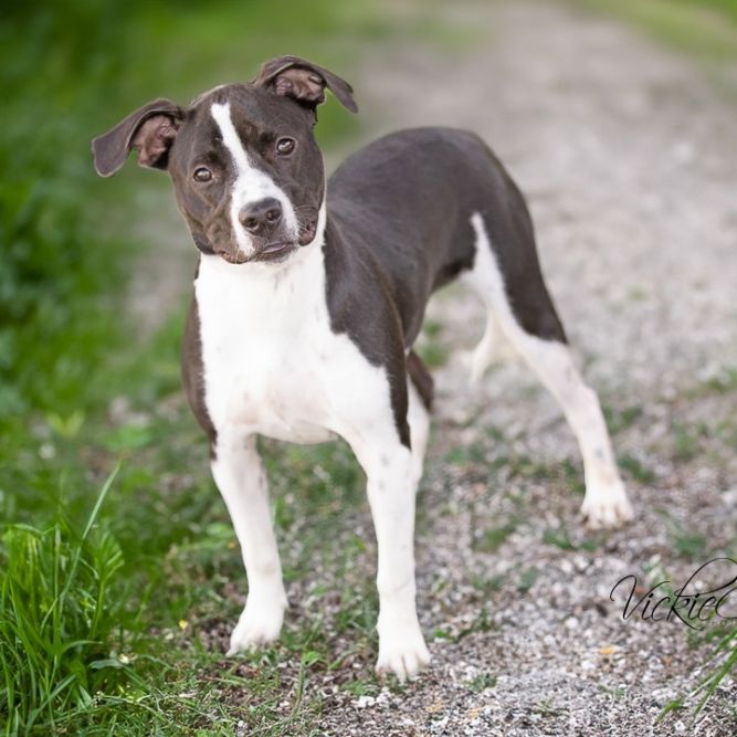 Ziva