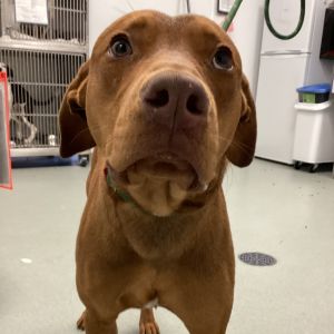 Hemi, Adult Male unknown