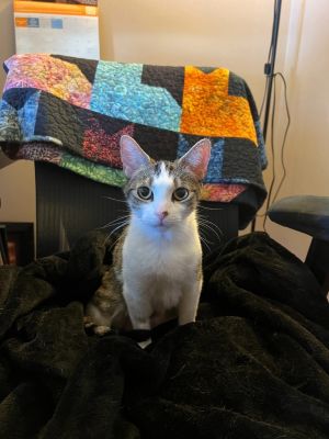Rainbow (Pending Adoption)