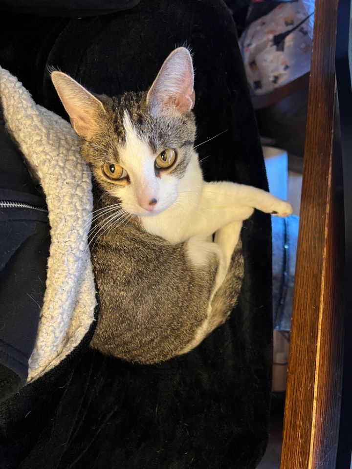 Rainbow (Pending Adoption) 2