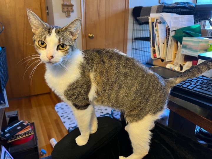 Rainbow (Pending Adoption) 3