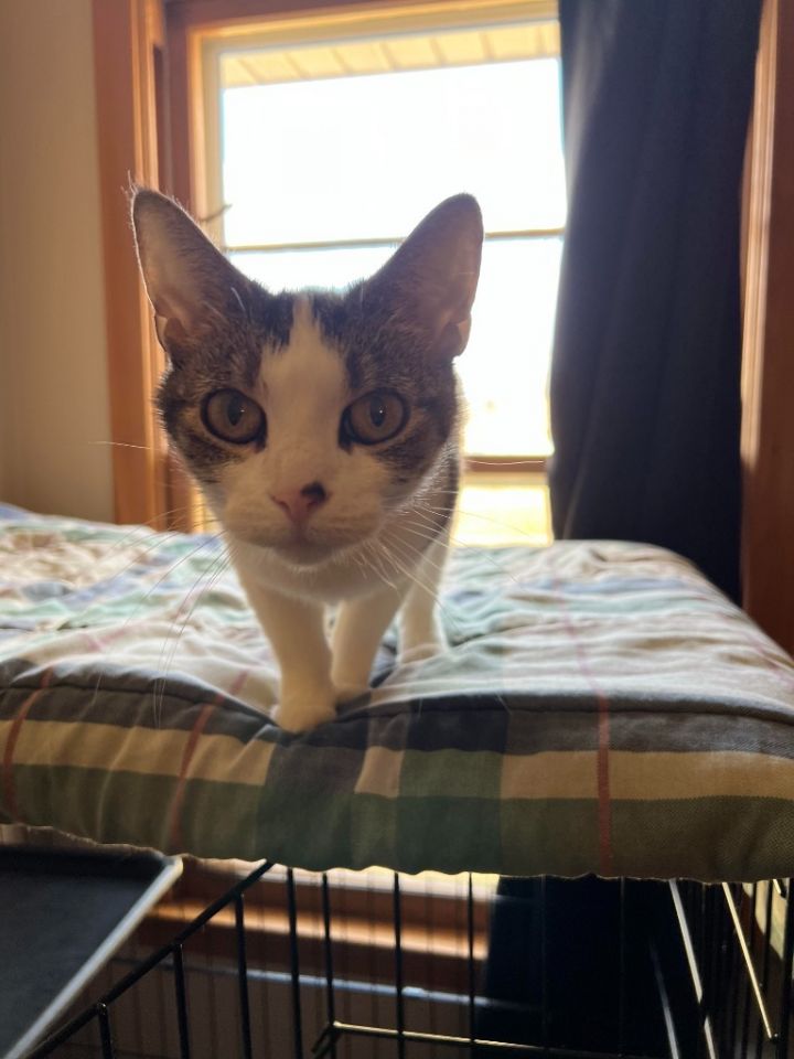 Rainbow (Pending Adoption) 4