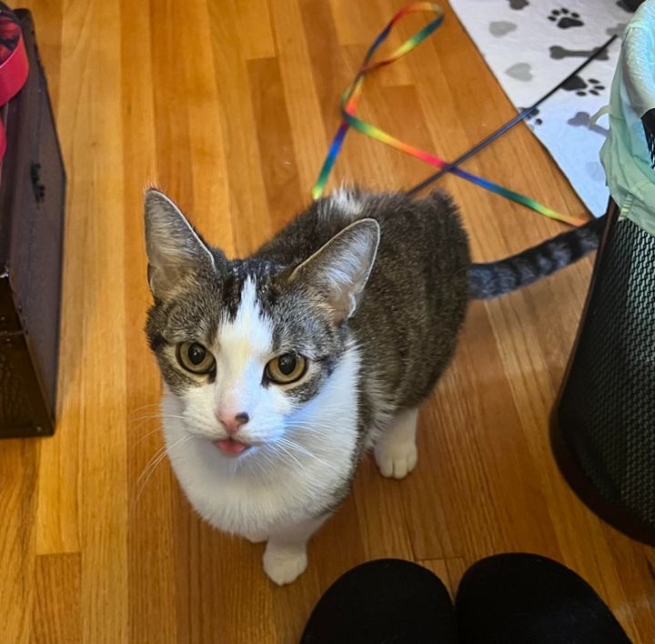 Rainbow (Pending Adoption) 5