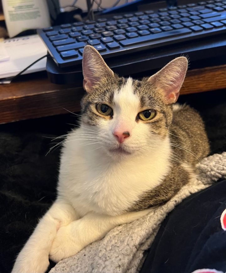 Rainbow (Pending Adoption) 6