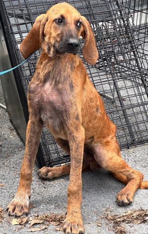 Crimson, Young Male Mixed Breed