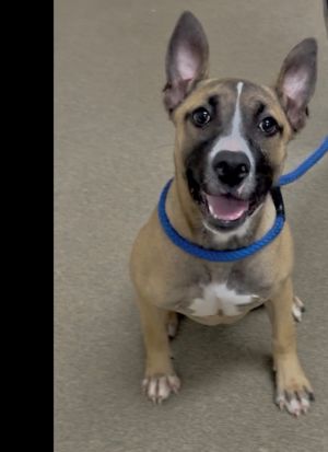 BARKLEIGH, Young Female Mixed Breed