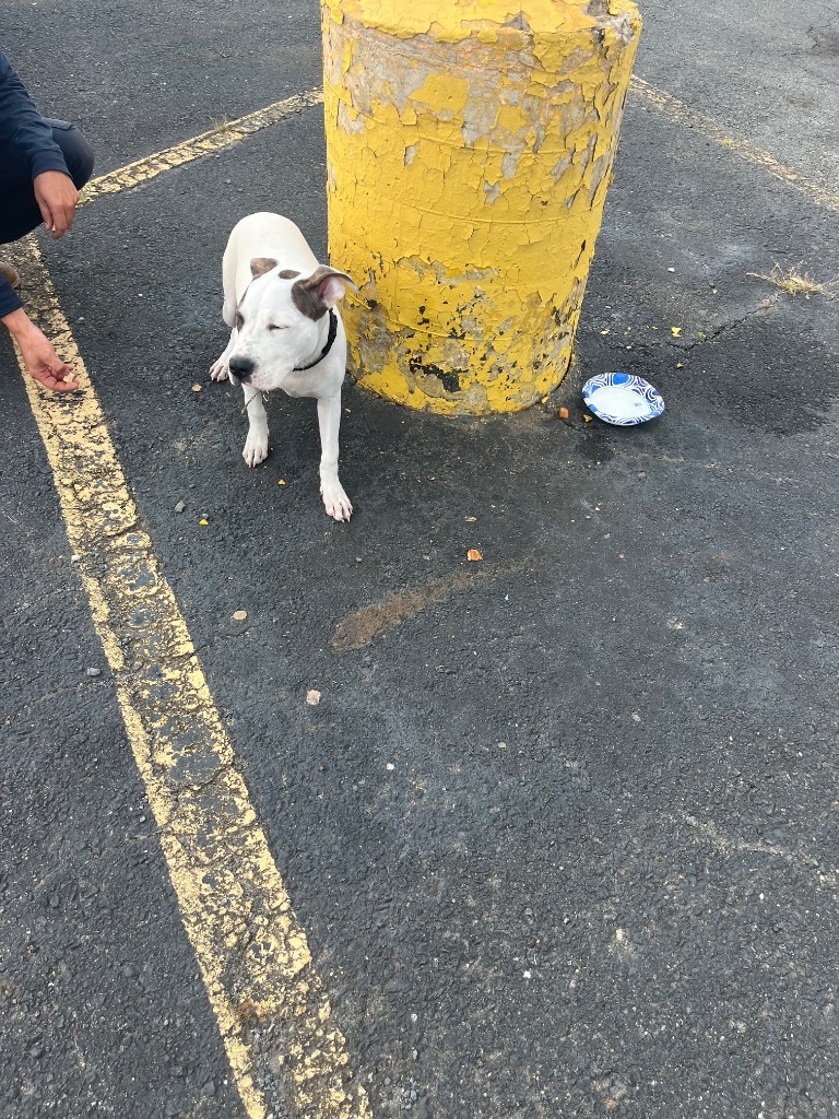Opie