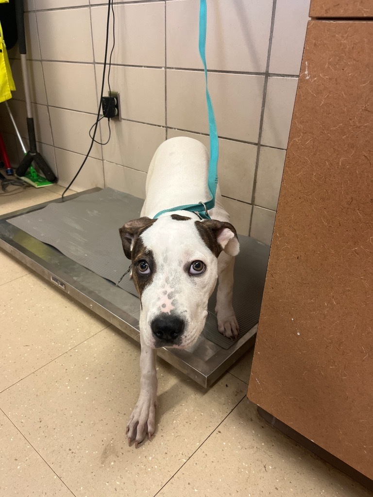 Opie