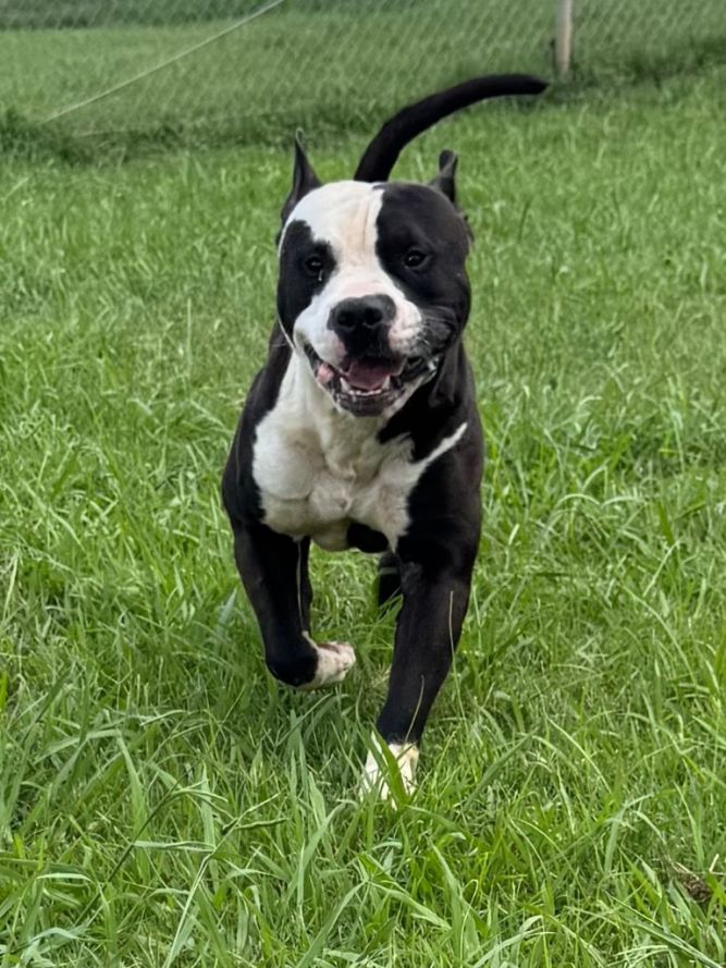 Wally