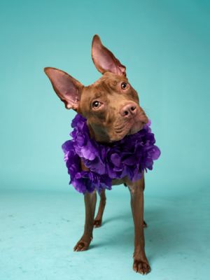 Brandy, Young Female Pit Bull Terrier