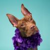 Brandy photo 3