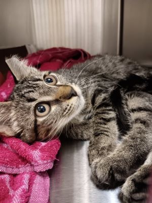 Tuna, Baby Female Domestic Short Hair