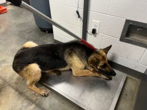 Storm, Adult Female German Shepherd Dog