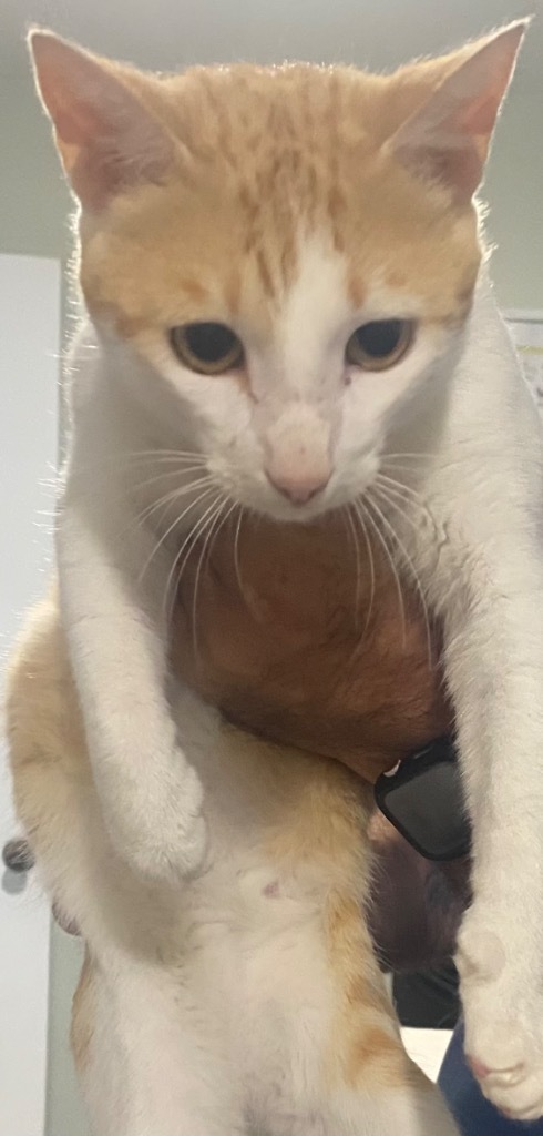 Milo