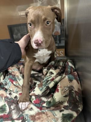 Primary Color Brown Secondary Color White Weight 22lbs Age 0yrs 3mths 0wks